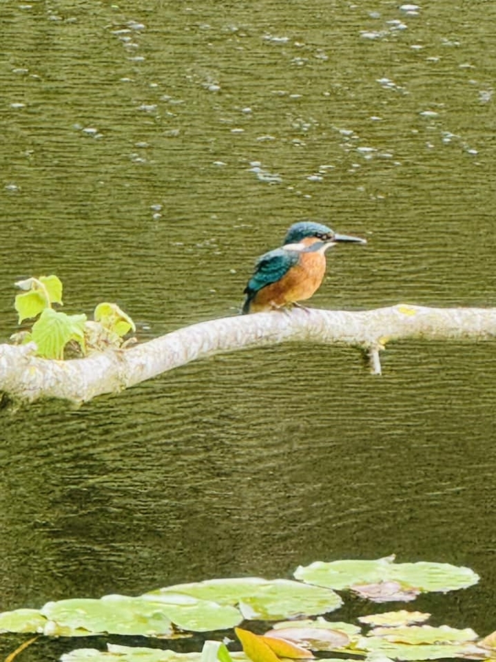 A kingfisher perching on a branch.